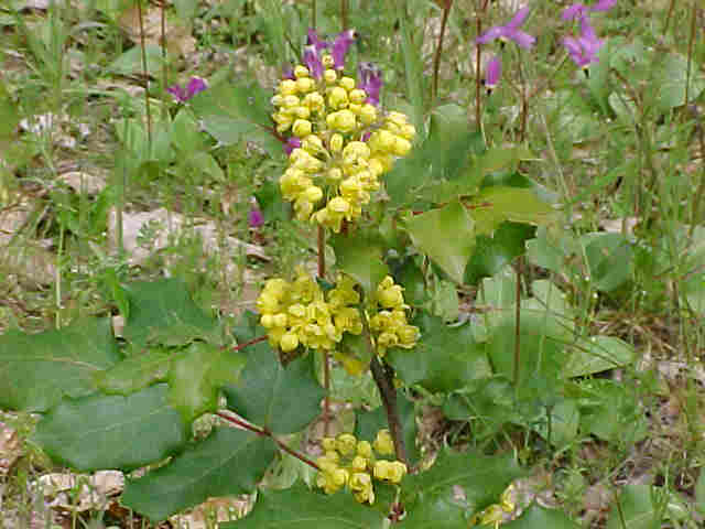 Oregon Grape.JPG (49139 bytes)