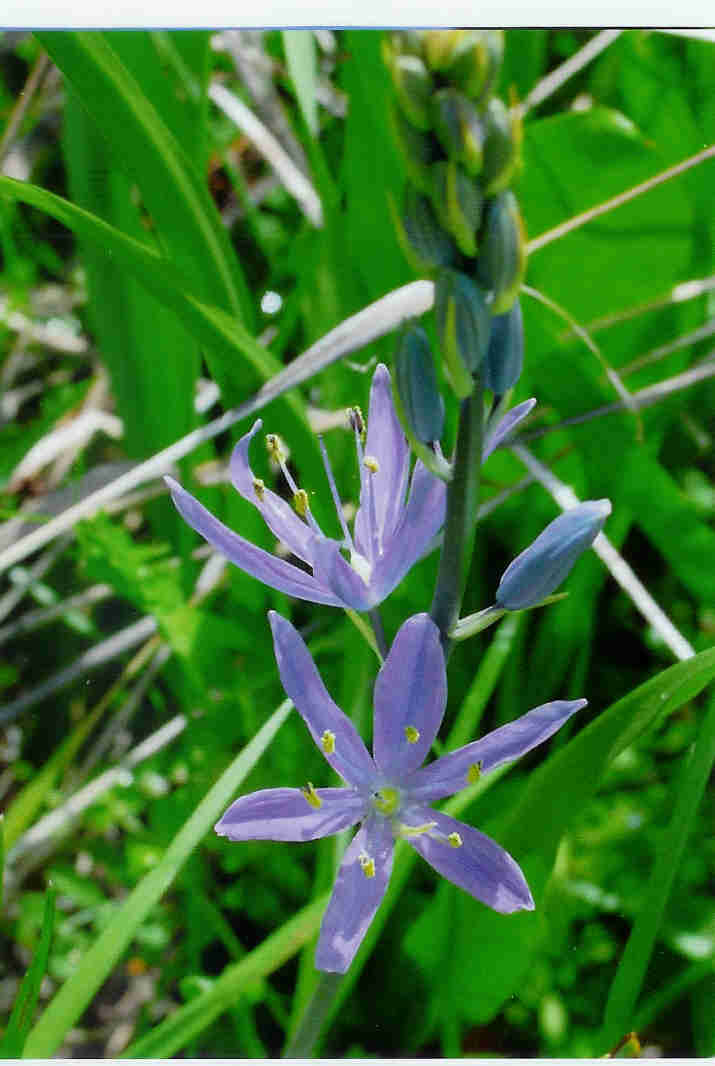 camas.jpg (51207 bytes)